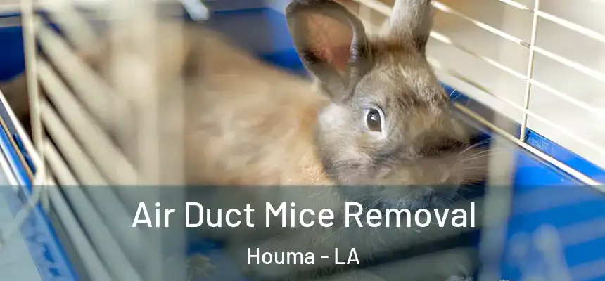 Air Duct Mice Removal Houma - LA
